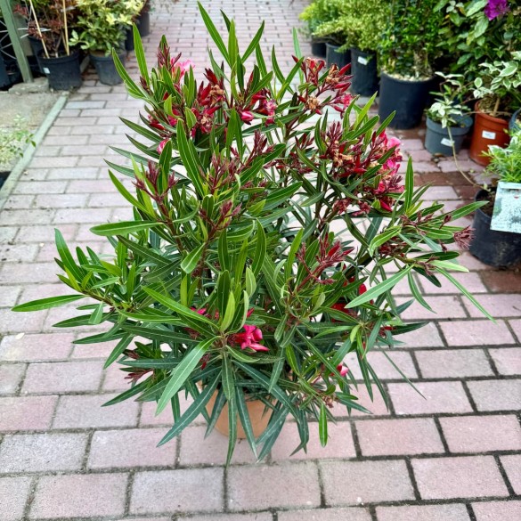 Nerium oleander 'Red, Light Red, White' - Leander (60 cm)