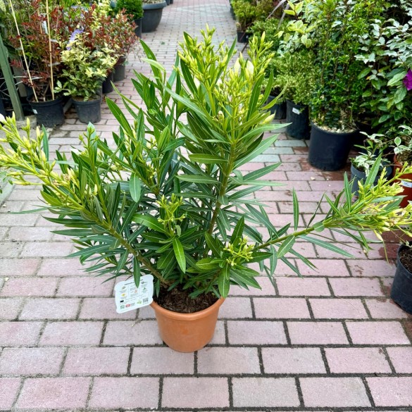 Nerium oleander 'Red, Light Red, White' - Leander (60 cm)