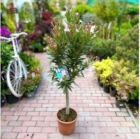 Nerium oleander - Leander (120 cm)