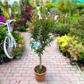Nerium oleander - Leander (120 cm)