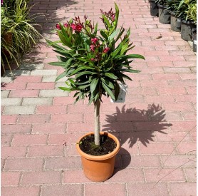 Nerium oleander - Leander (60 cm)