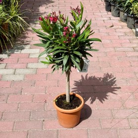 Nerium oleander - Leander (60 cm)