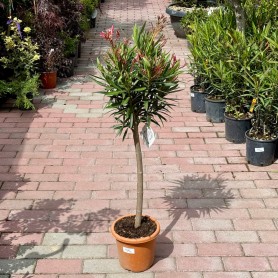 Nerium oleander 'Red, Light Red, White' - Leander (80 cm)