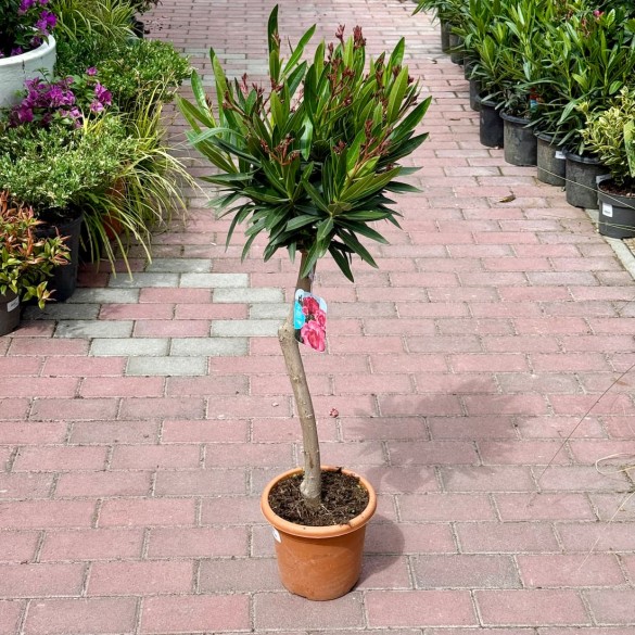 Nerium oleander 'Red, Light Red, White' - Leander (80 cm)