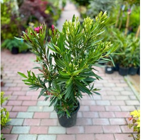 Nerium oleander 'Tricolor' - Leander (90 cm)