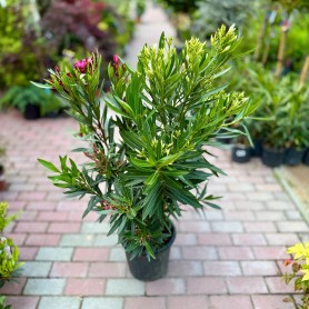 Nerium oleander 'Tricolor' - Leander (90 cm)