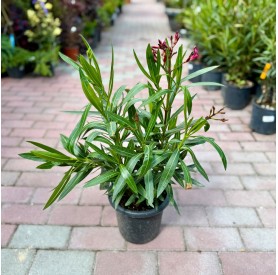 Nerium oleander 'Tricolor' - Leander (50 cm)