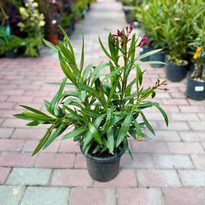Nerium oleander 'Tricolor' - Leander (50 cm)