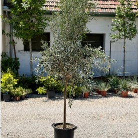 Olea europea (Nyíratlan) - Európai olajfa