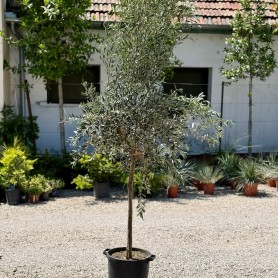 Olea europea (Nyíratlan) - Európai olajfa