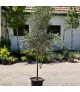 Olea europea (Nyíratlan) - Európai olajfa