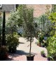 Olea europea (Nyíratlan) - Európai olajfa