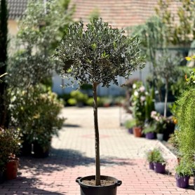 Olea europea (Nyírt) - Európai olajfa