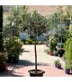 Olea europea (Nyírt) - Európai olajfa