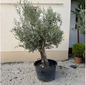 Olea Europea