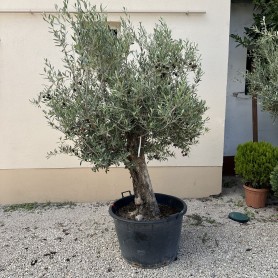 Olea Europea