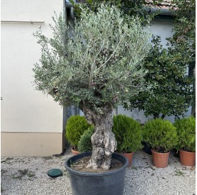 Olea Europea