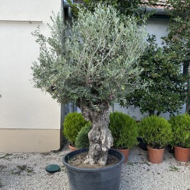 Olea Europea