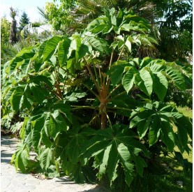 Tetrapanax Rex