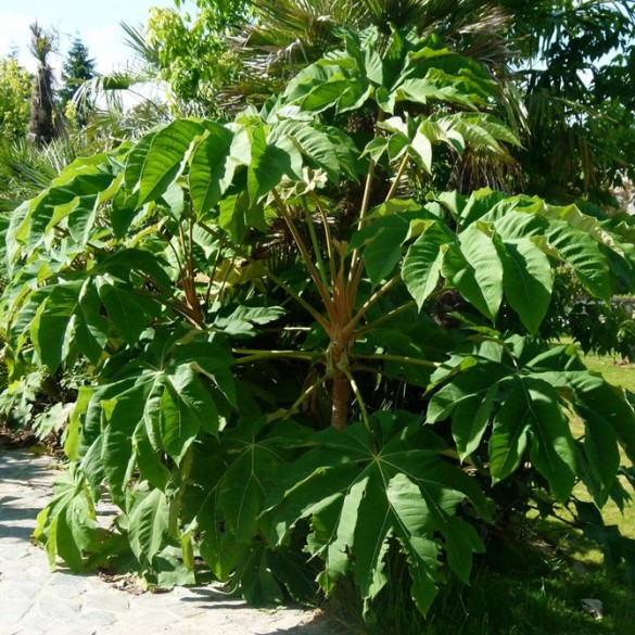 Tetrapanax Rex