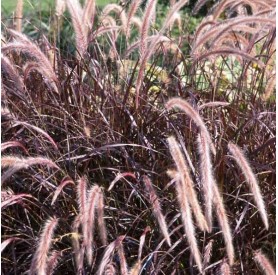 Pennisetum 'Rubrum' - Bíbor tollborzfű