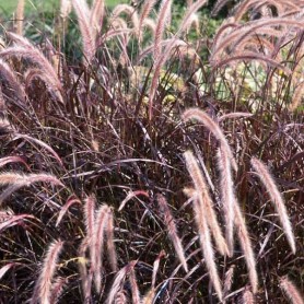 Pennisetum 'Rubrum' - Bíbor tollborzfű Pennisetum 'Rubrum' - Bíbor tollborzfű