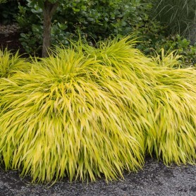 Hakonechloa - Japán aranyfű Hakonechloa - Japán aranyfű