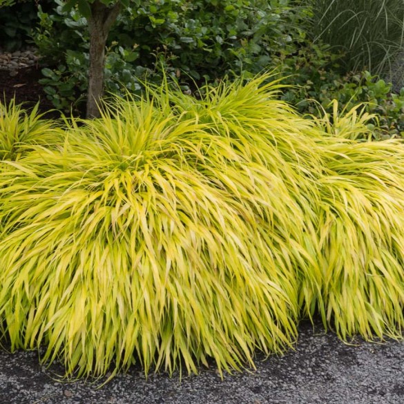 Hakonechloa - Japán aranyfű Hakonechloa - Japán aranyfű