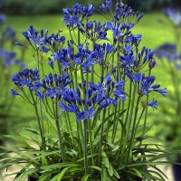 Agapanthus africanus blue