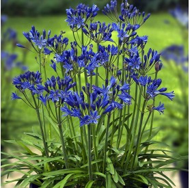 Agapanthus africanus 'Blue' - Szerelemvirág