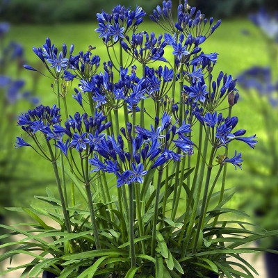 Agapanthus africanus 'Blue' - Szerelemvirág