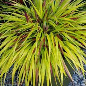 Hakonechloa 'Sunflare' - Japán aranyfű Hakonechloa 'Sunflare' - Japán aranyfű