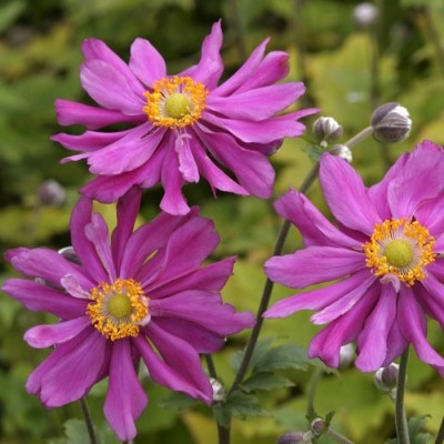 Anemone 'Prinz Heinrich' - Őszi szellőrózsa