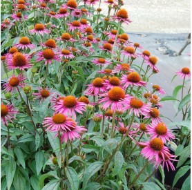 Echinacea purpurea 'Pica Bella' - Bíbor kasvirág
