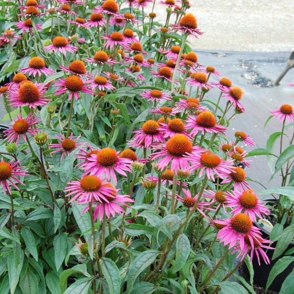 Echinacea purpurea 'Pica Bella'