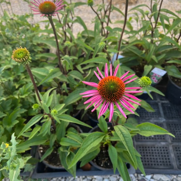 Echinacea purpurea 'Pica Bella'