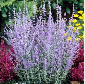 Perovskia atriplicifolia 'Blue Spire' - Sudárzsálya