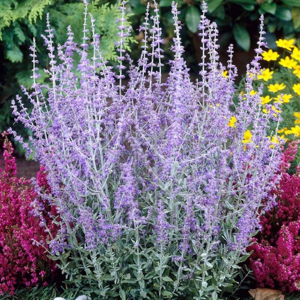 Perovskia atriplicifolia 'Blue Spire'