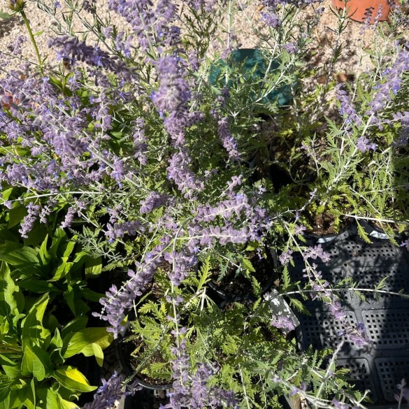Perovskia atriplicifolia 'Blue Spire'