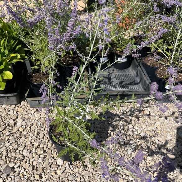 Perovskia atriplicifolia 'Blue Spire'