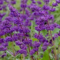 Salvia verticillata 'Purple Rain'