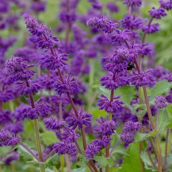 Salvia verticillata 'Purple Rain'
