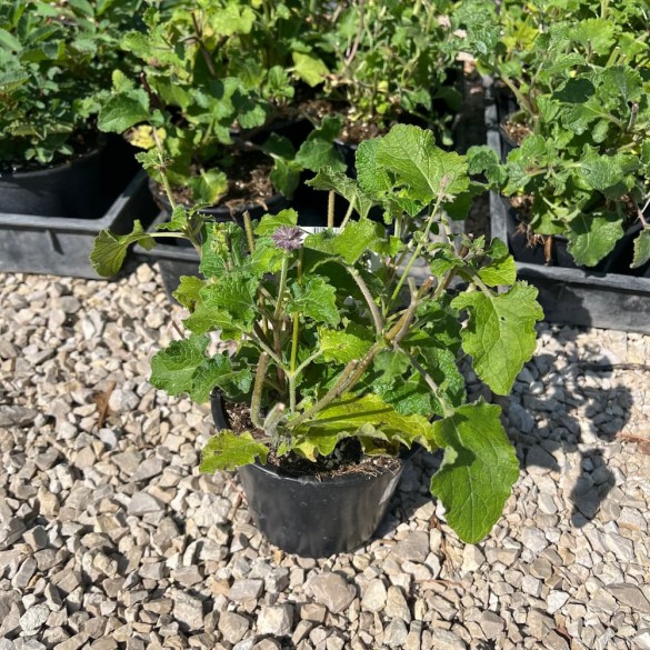 Salvia verticillata 'Purple Rain'