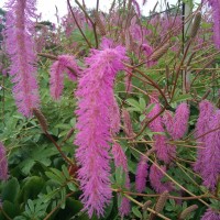 Sanguisorba hakusanensis 'Lilac Squirrel'