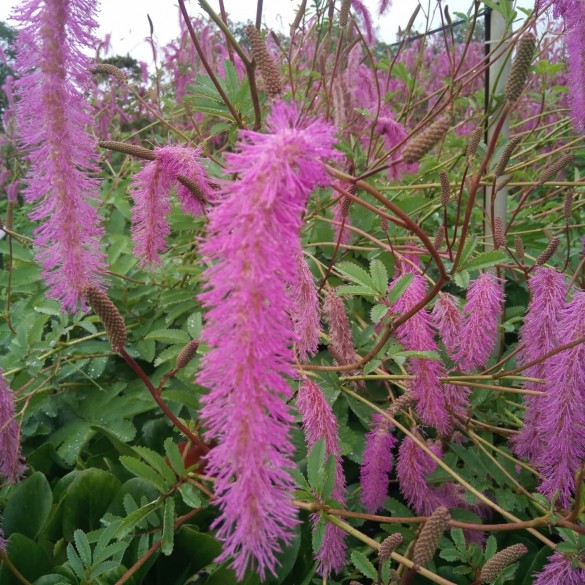 Sanguisorba hakusanensis 'Lilac Squirrel'