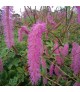 Sanguisorba hakusanensis 'Lilac Squirrel'