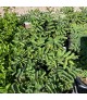 Sanguisorba hakusanensis 'Lilac Squirrel'
