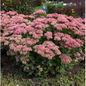 Sedum 'Herbstfreude' - Varjúháj