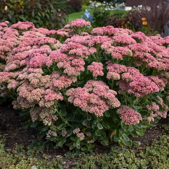 Sedum spectabile 'Herbstfreude'