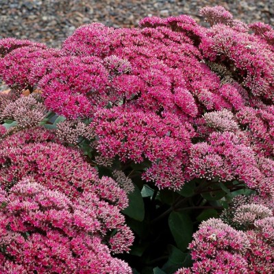 Sedum 'Thunderhead' - Varjúháj